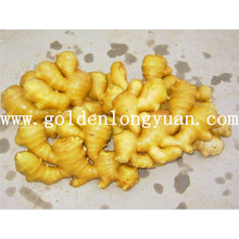 Hot Sales Good Quality Fresh Ginger